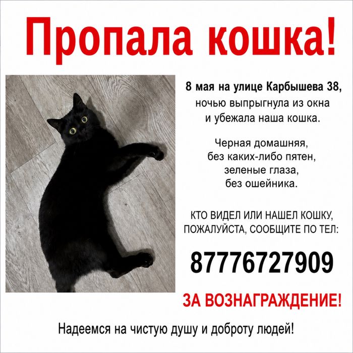Пропала домашняя черная кошка