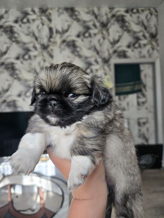 Продам щенков пекинеса