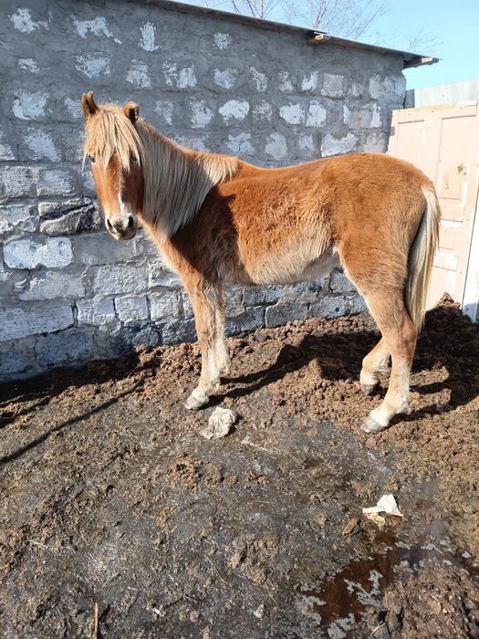 Продам жеребчиков