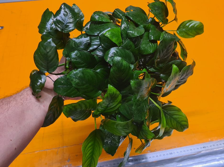 Plante acvariu - Anubias