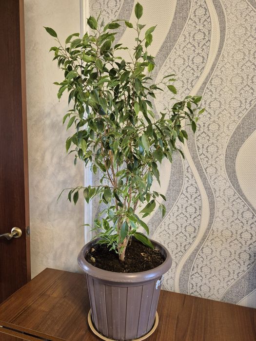 Продам бенжамин.