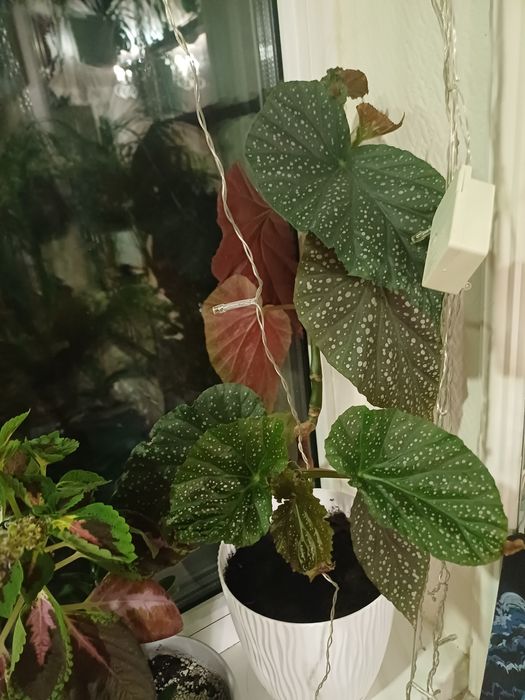 Комнатные цветы недорого