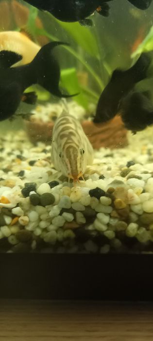 аквариумне рыбки