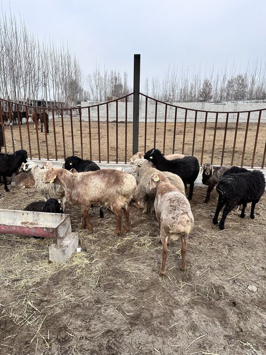 Қўзи қўчқорлар оптом нархларда сотилади, Эдилбай зотдор