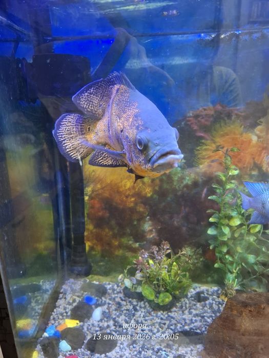 Baliq sotiladi astranatus 2 ta