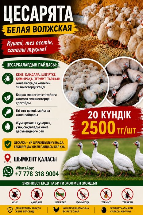 Цесарка цыплята цесарята Белая Волжская