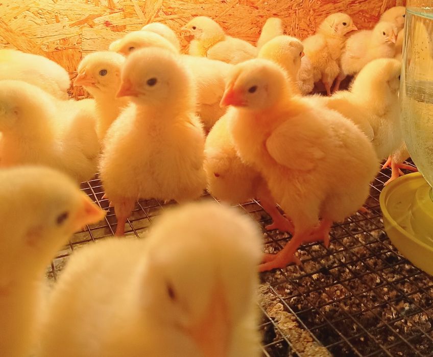 Цыплята подрощенные бройлеры