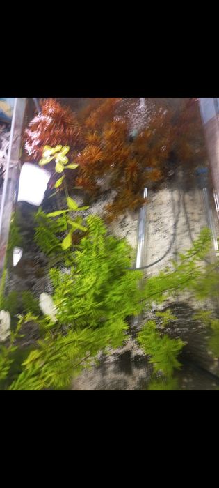 Plante acvariu easy 2 lei firu