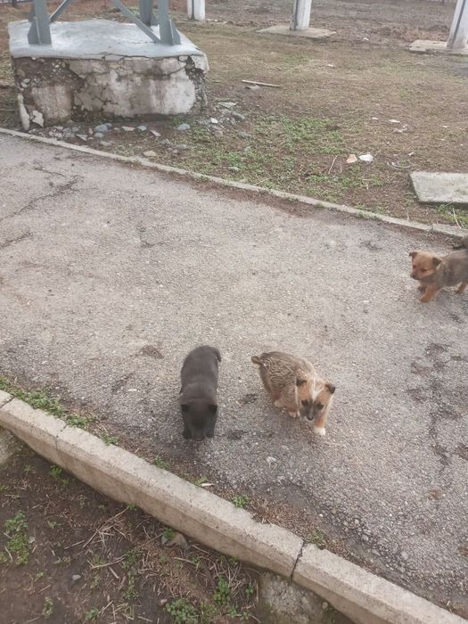 Отдам щенков (девочки) в добрые руки