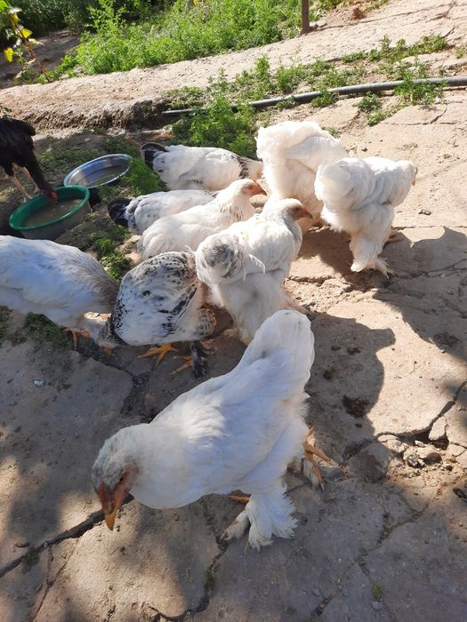 Продам брамов кур и петухов