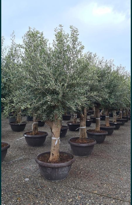Măslini. Transportul este gratuit Livram cu mașini personale Plata la