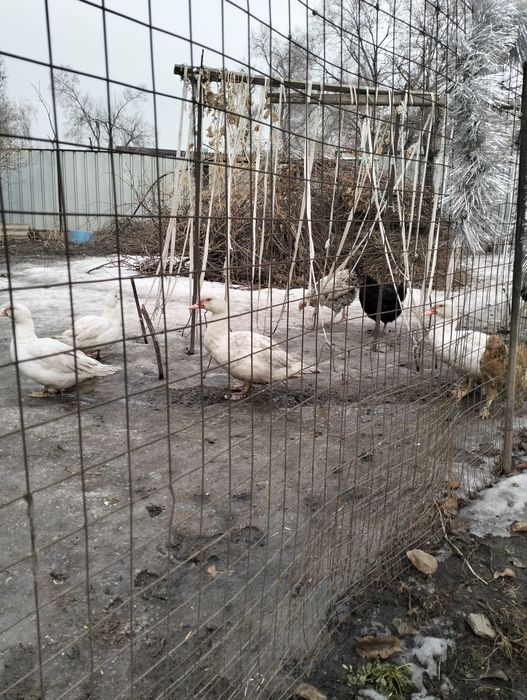Продаются утки 5штук