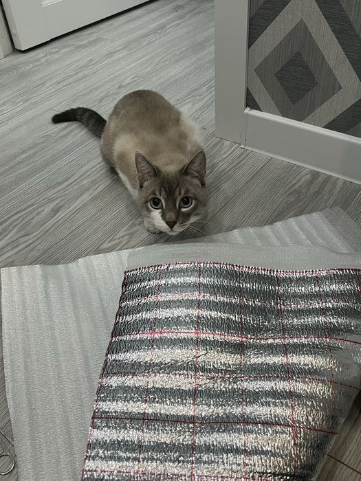 тайский метис (блю-табби-пойнт) приглашает на вязку