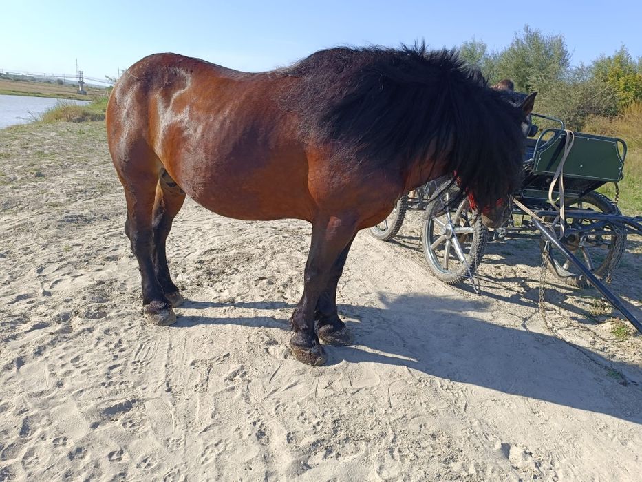 Armasar ce nu se sperie de mașini sau utilaje