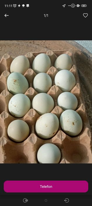 Ухелийю зотли қора товуқнинг кўк тухуми.