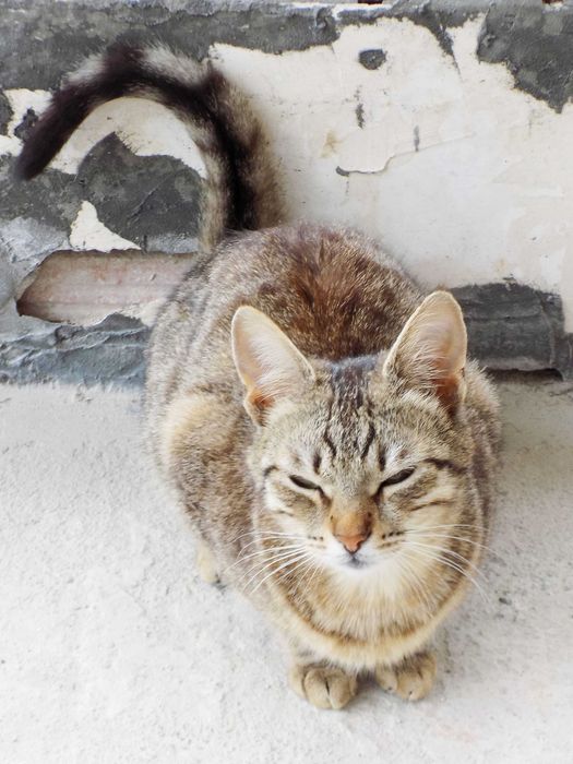 Подаряваме гальовни, умни, котета с хигиенни навици,знаещи имената си