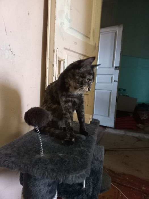 Отдам домашнюю  кошку в хорошие и добрые руки