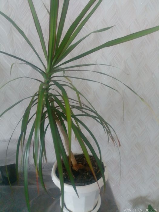 Драцена комнатная