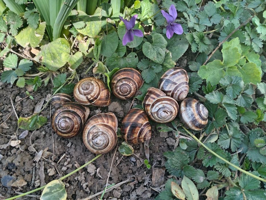 Продаётся улитки садовый