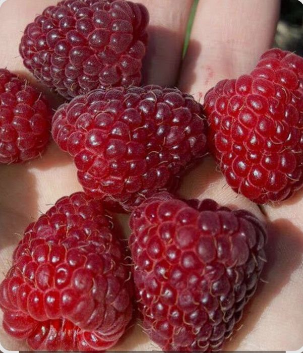 Продам саженцы плодовых деревьев