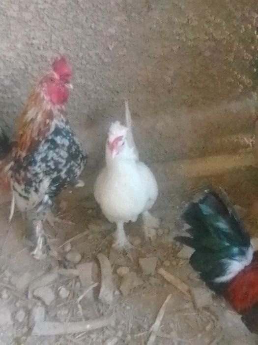 Японски тауықбен  қораздар бар