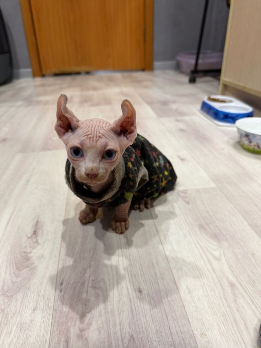 Шикарный сфинкс эльф