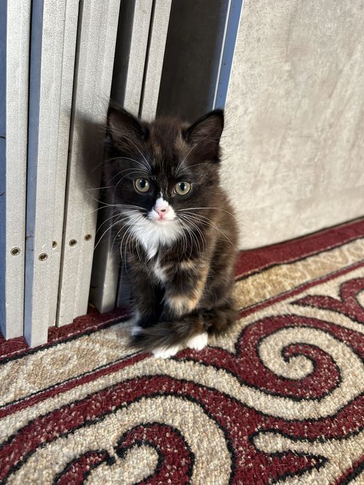 В добрые руки отдам котенка
