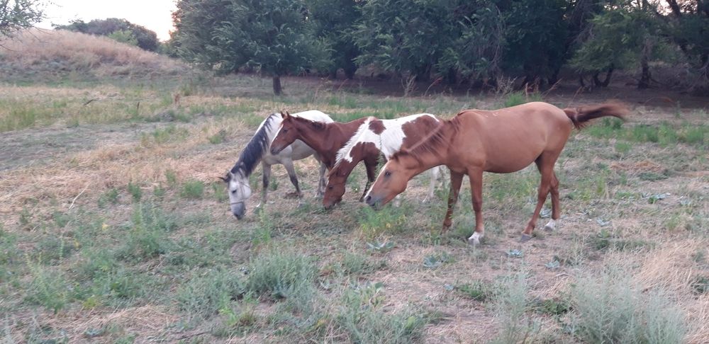Дресированный жеребцы