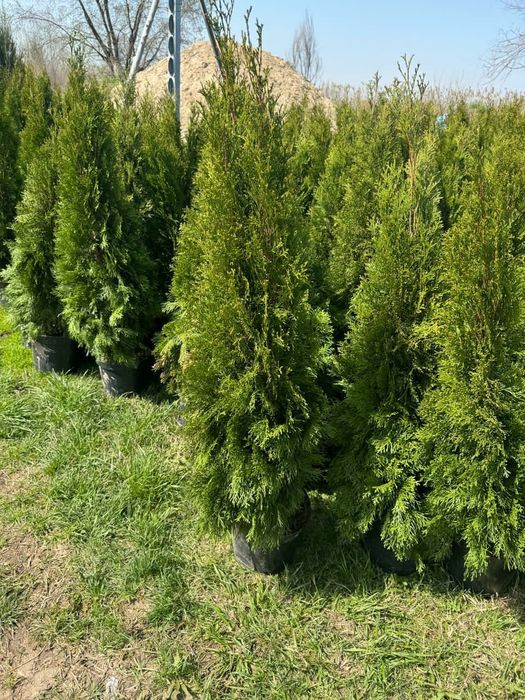 Саженцы плодовые