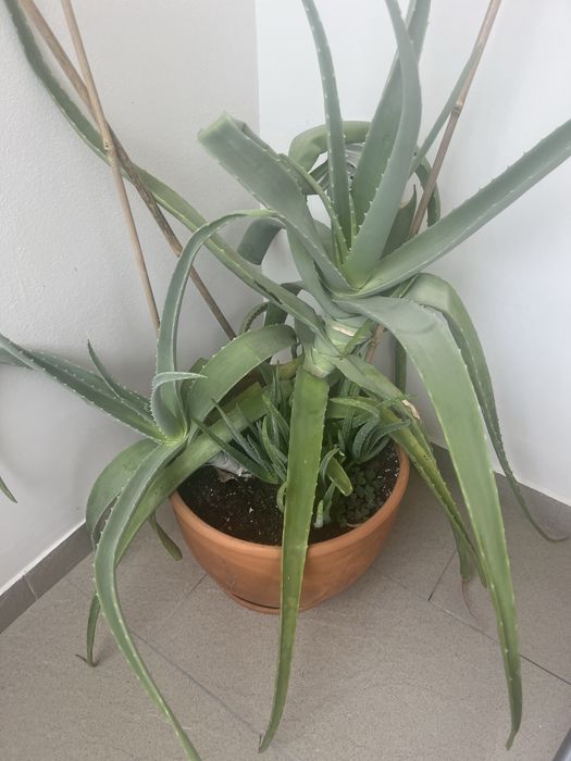 Алое вера барбаденсис 2 растения