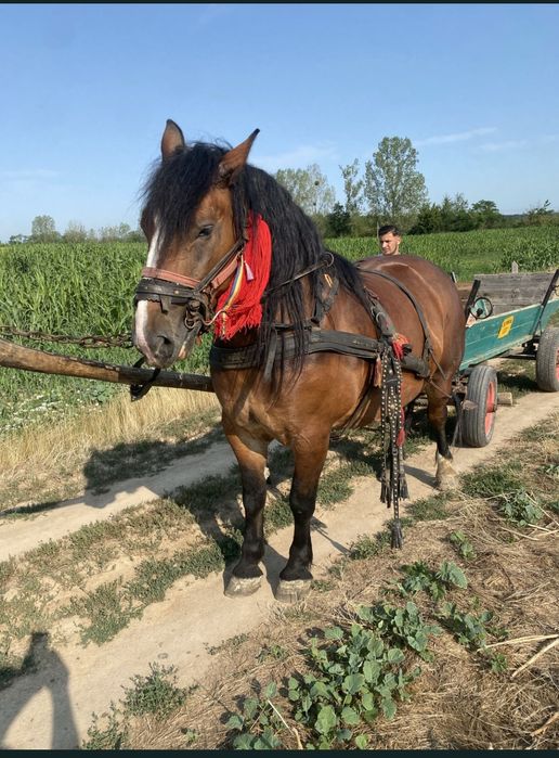 Vând iapa de 5 anii, prețul este negociabil