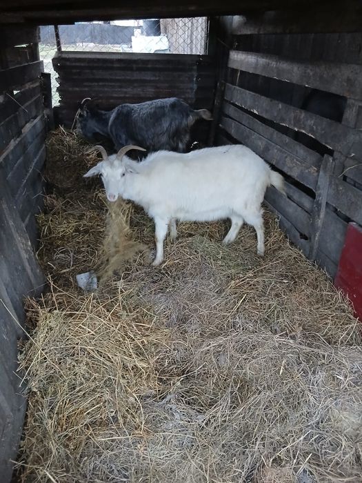 De vânzare 2 capre la a 2 fătare amândouă preț 1100 lei amândouă