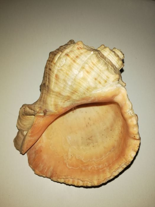 Продам ракушку натуральную