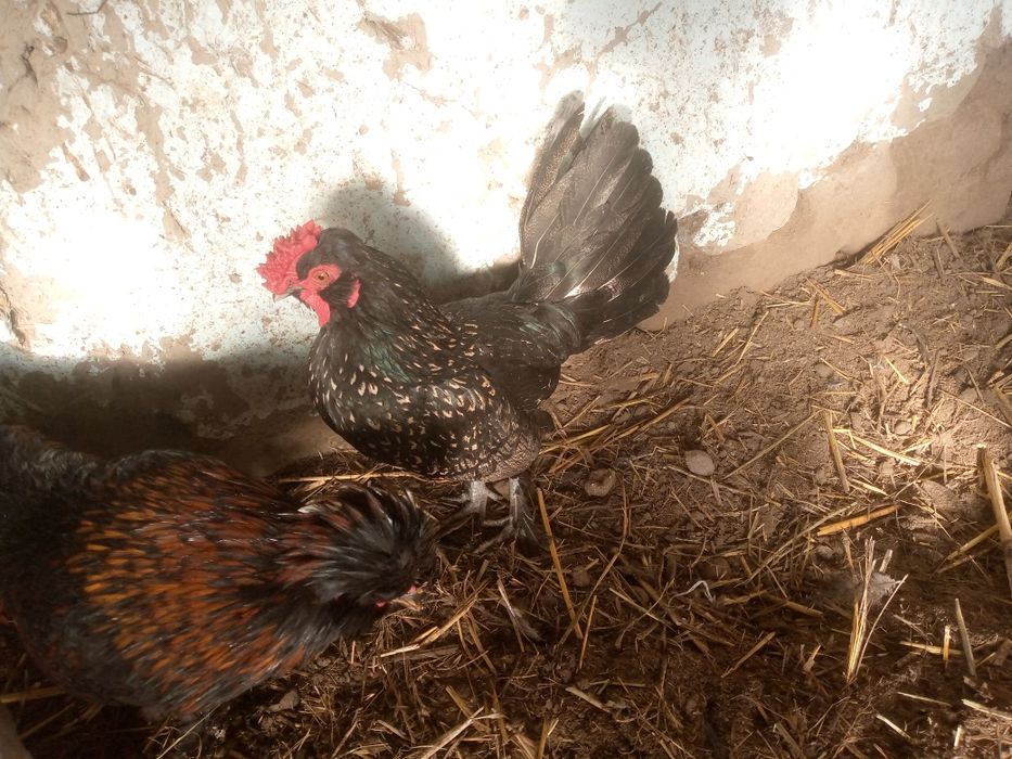 Xoʻrozchalar tezda sotiladi