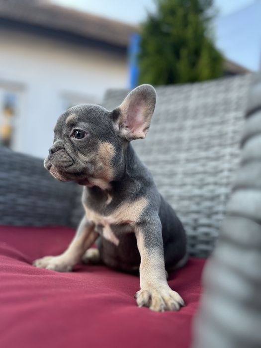 Bulldog francez blue and tan