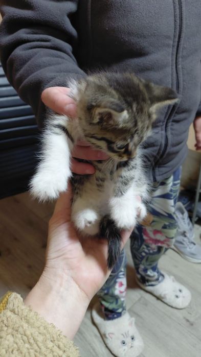 Отдам Котят хорошие