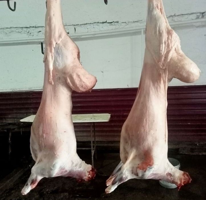 Кой сатылады 50000 ТГ жогары