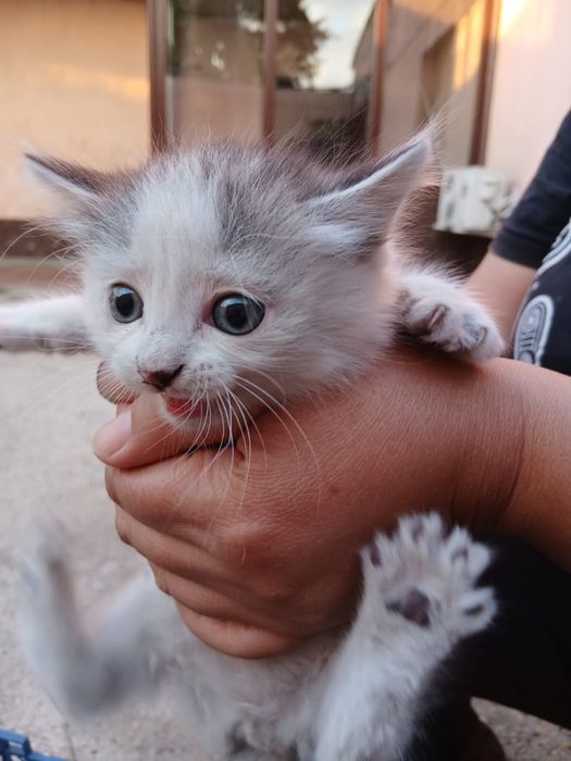Отдам двух котят в добрые руки
