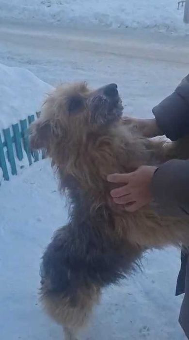 Собаке нужен дом! Срочно!