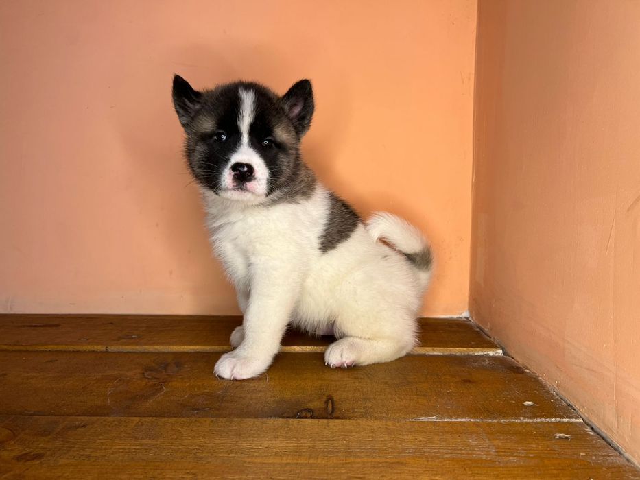 Американская Акита