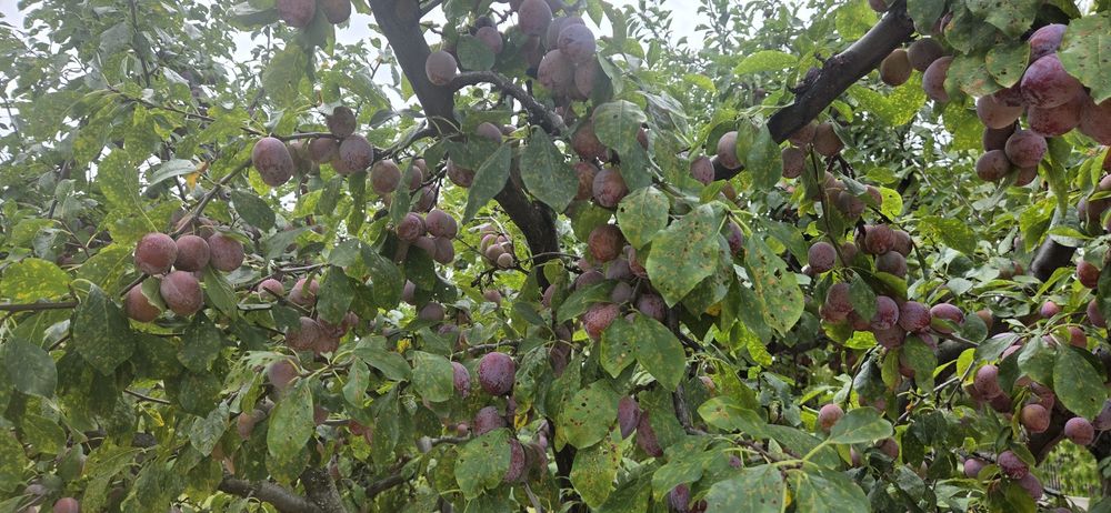 Prune de vanzare