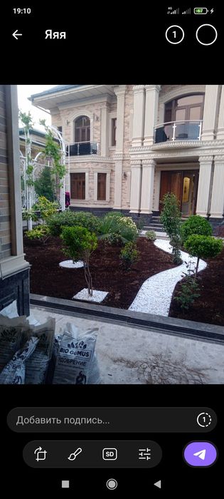 Арча стрижка ландшафтный дизайн хизмати