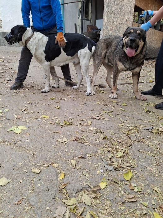 Продам кабель алабая