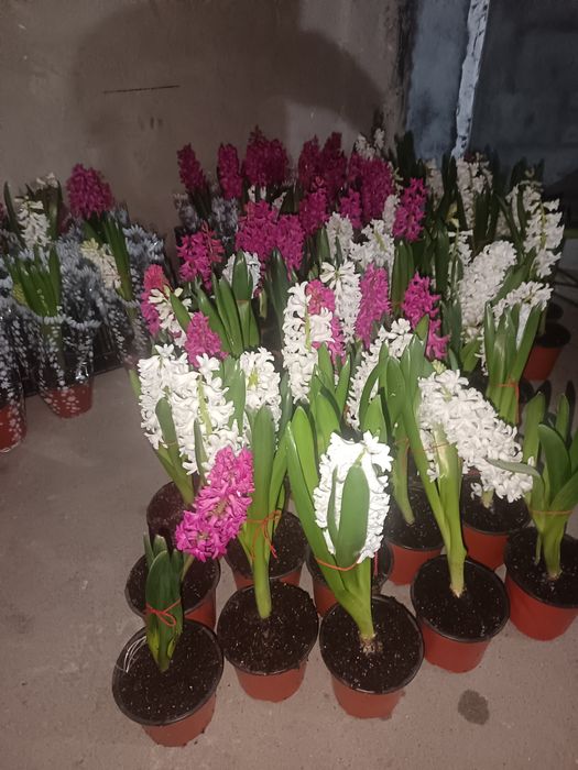 Тюльпаны голландский