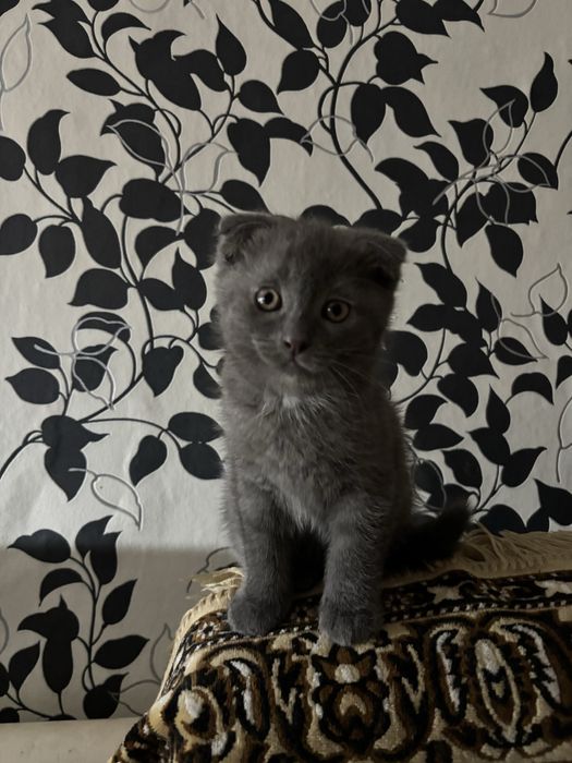 Продам британских котят, 2 девочки