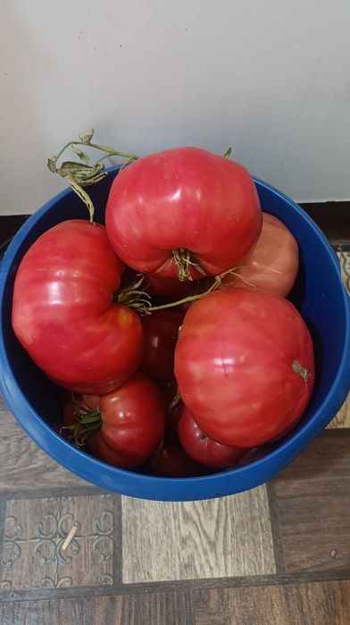 Продам дачные помидоры Бычье сердце 1000