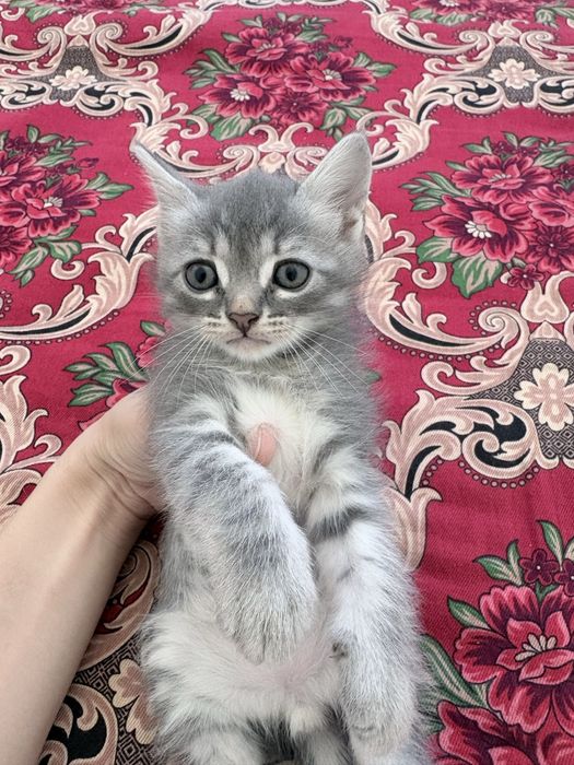 Британские котята