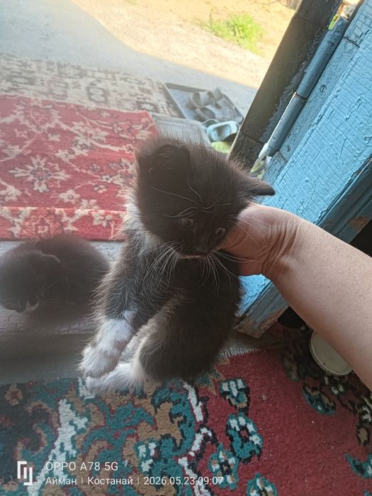 Котята 3 мальчика 1 девочка