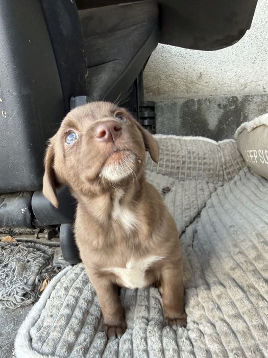 Отдам в хорошие руки