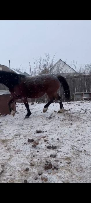 Продам кобылу...